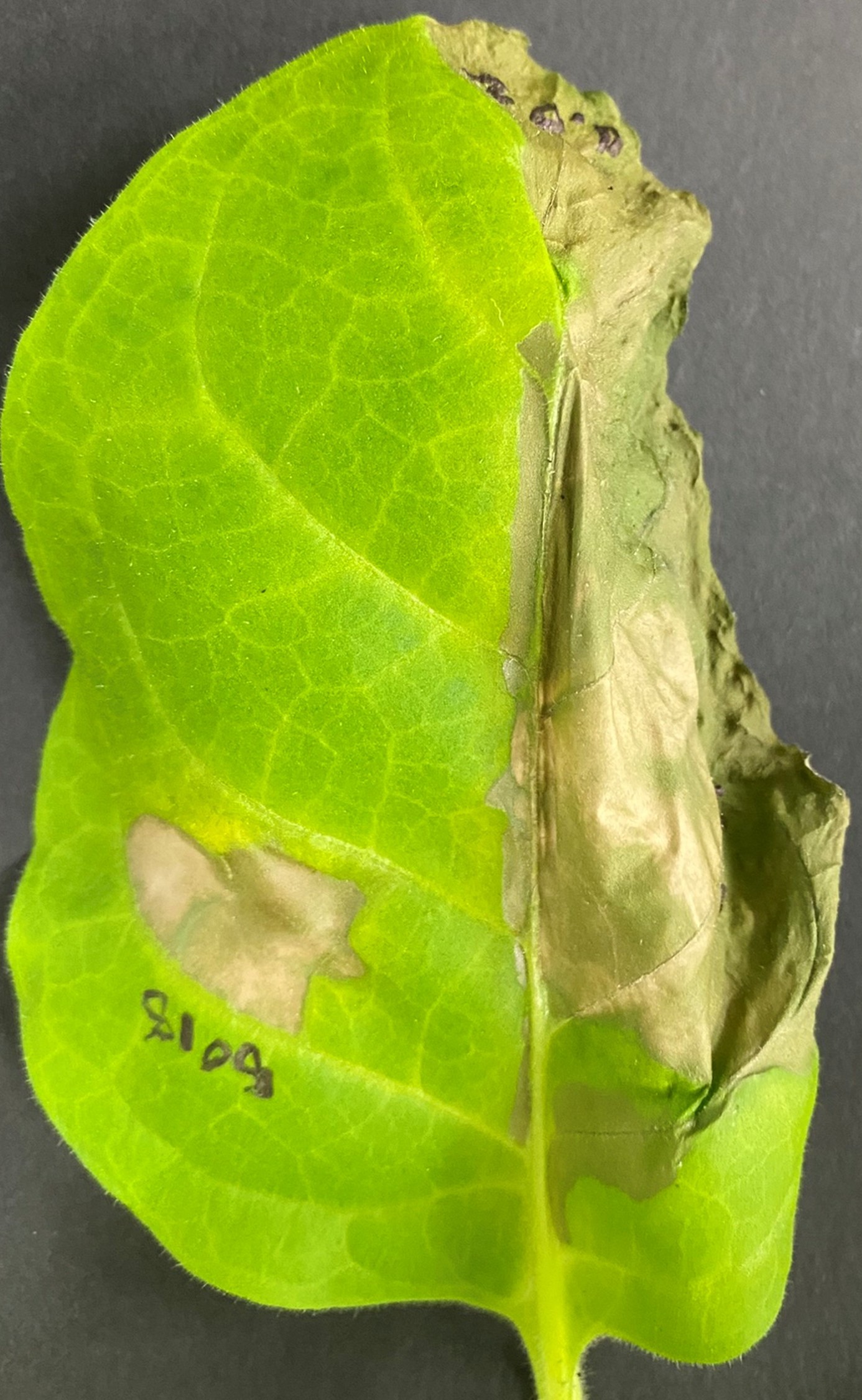 インタビュー:タバコ野火病菌を探検する (岡山大学 一瀬 勇規 氏